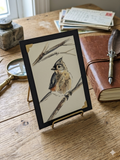 Tufted Titmouse