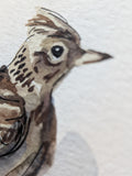 Birb