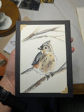 Tufted Titmouse