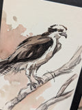 Osprey