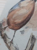 Eurasian Bullfinch