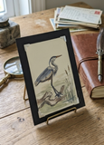 Heron