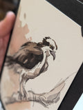 Osprey