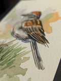 Chipping Sparrow