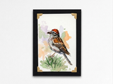 Chipping Sparrow
