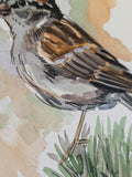 Chipping Sparrow