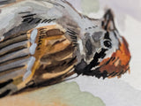 Chipping Sparrow