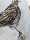 Birb
