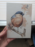 Eurasian Bullfinch