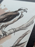 Osprey