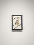 Tufted Titmouse